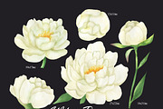 White peonies watercolor clipart, an Illustration by OlDm_Shop (Thumbnail 3 of 10)