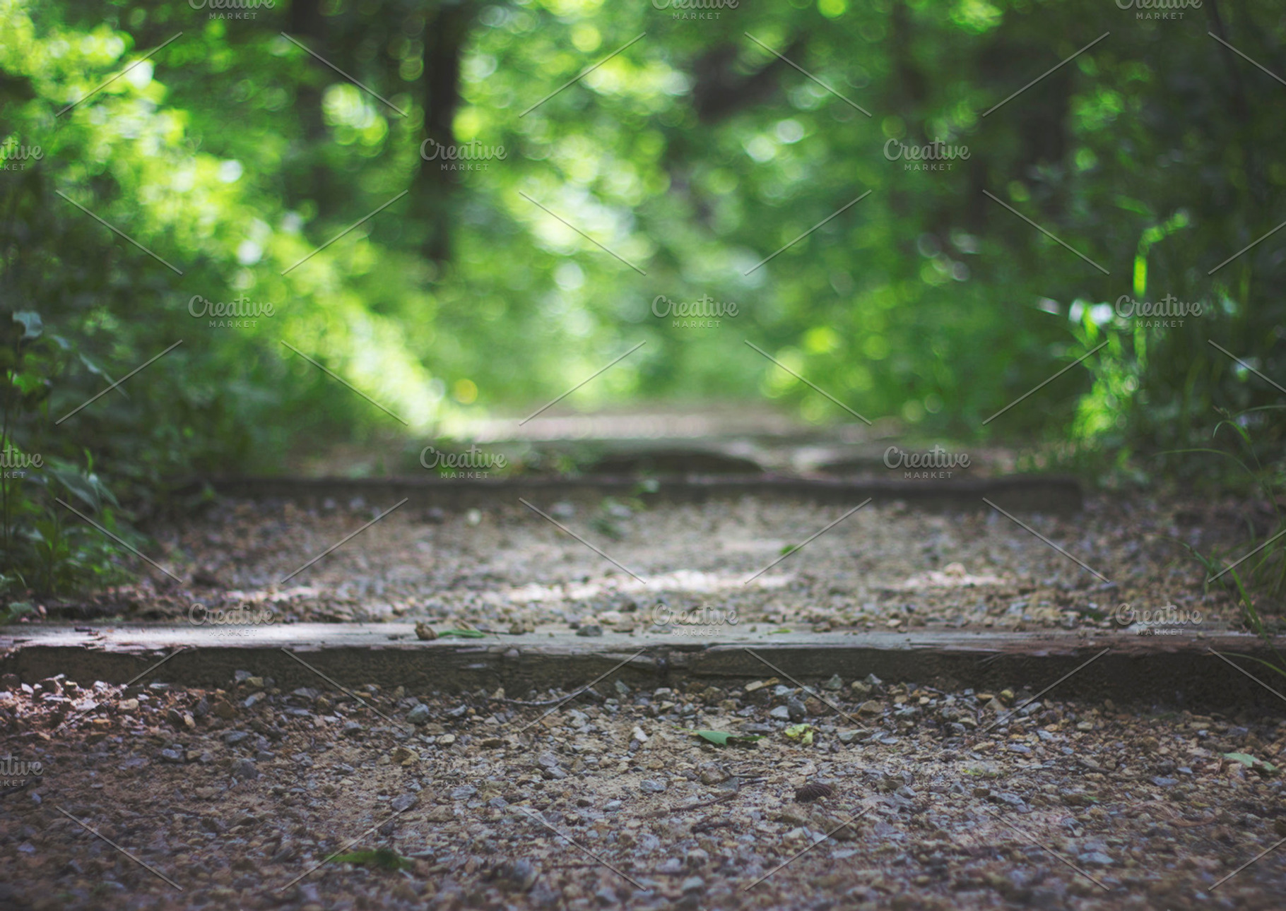 Foot Path, a Nature Photo by AlyssaKayeGraham