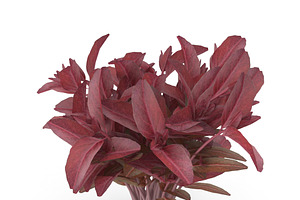 Red Amaranth Bunch