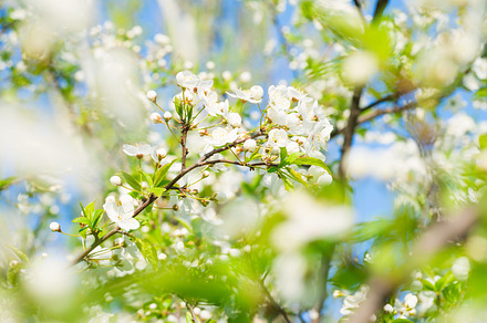 Cherry tree white flowers, a Nature Photo by Vapi