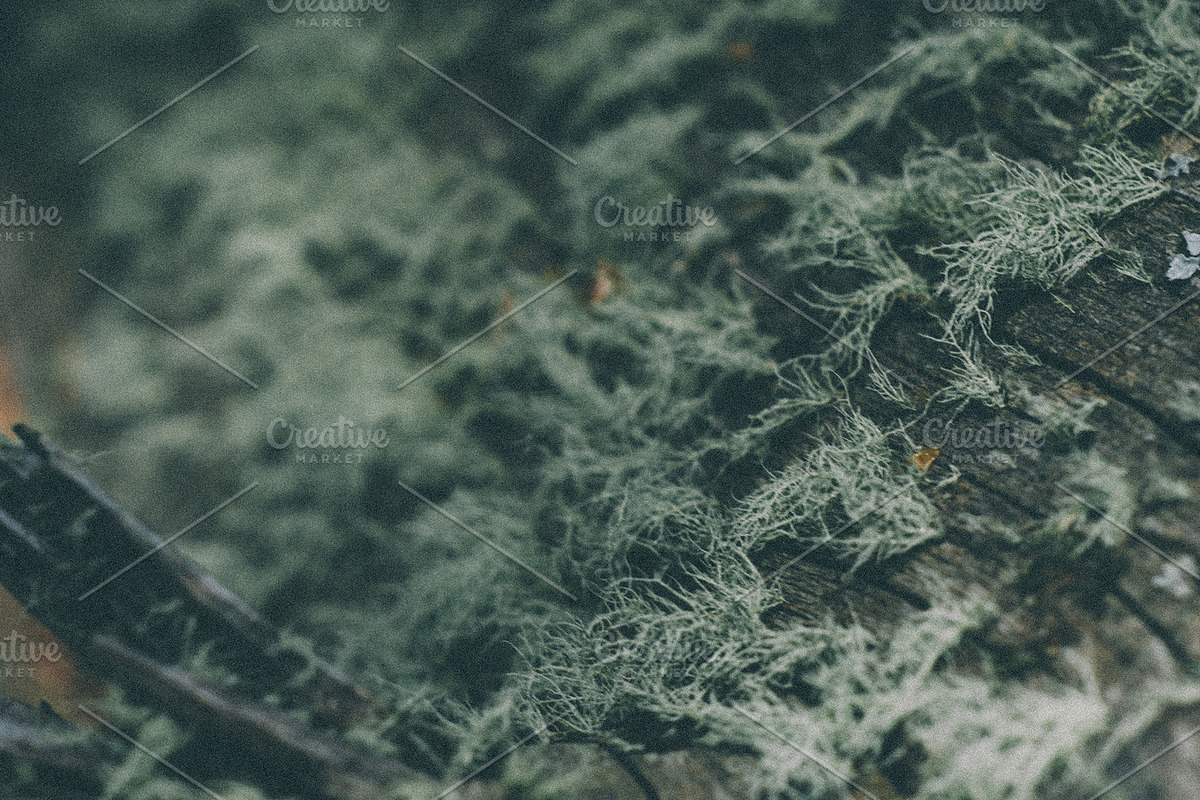 Forrest Tree Textures Bundle, a Nature Photo by Stephanie Mikuls (Photo 3 of 5)