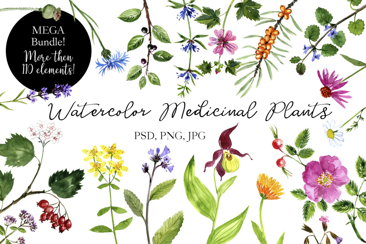 Watercolor Medicinal Plants, a Healthcare Illustration by cat_arch_angel (Photo 1 of 7)