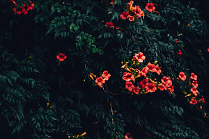 Red flowers stock photo containing red and flowers