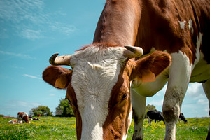 Cow featuring agriculture, animal, and background