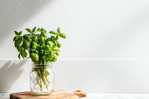 Minimalist Kitchen with Fresh Basil, a Food & Drink Photo by Virgo Studio