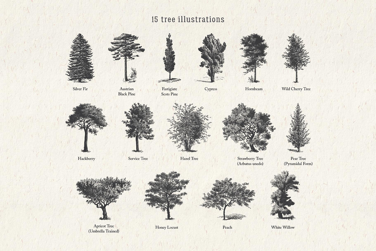Vintage Tree Vector Bundle Vol. 4, an Object Illustration by Seaquint (Photo 2 of 5)