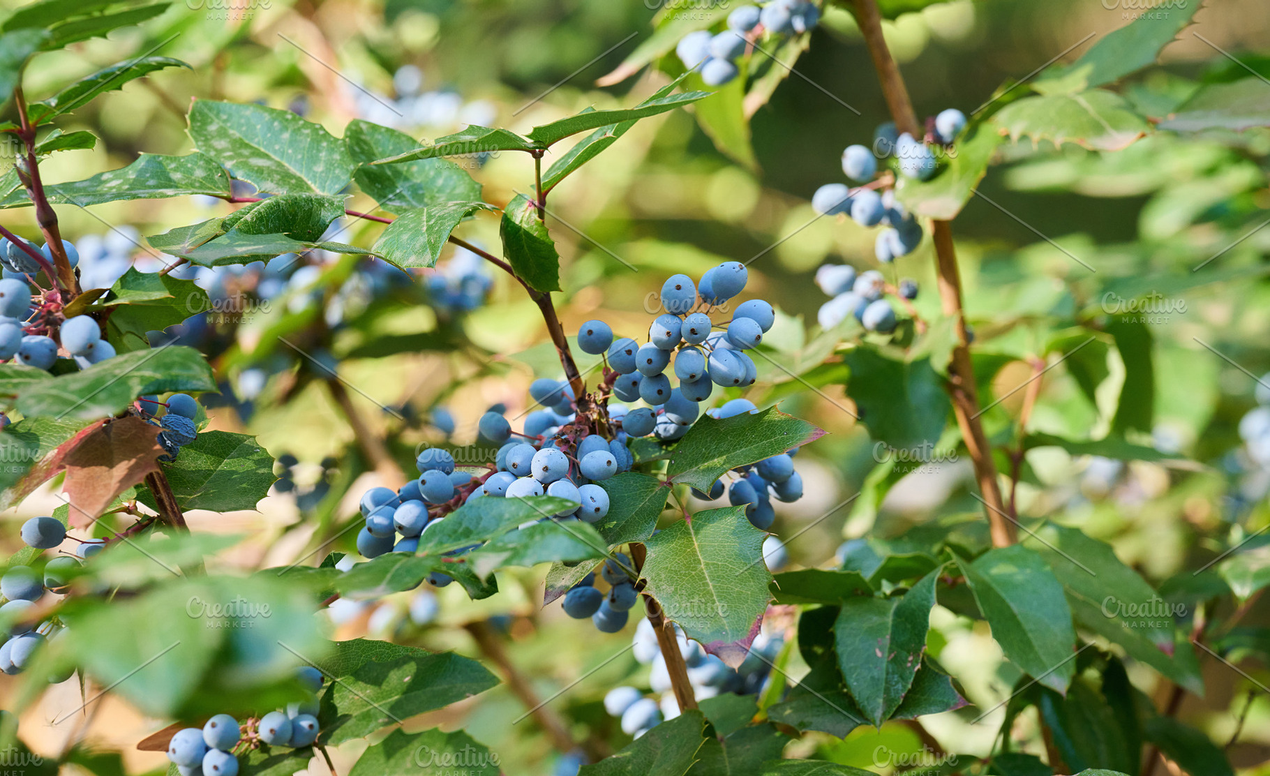 A Mahonia aquifolium bush with clusters of blue berries and dark, a Nature Photo by ndanko