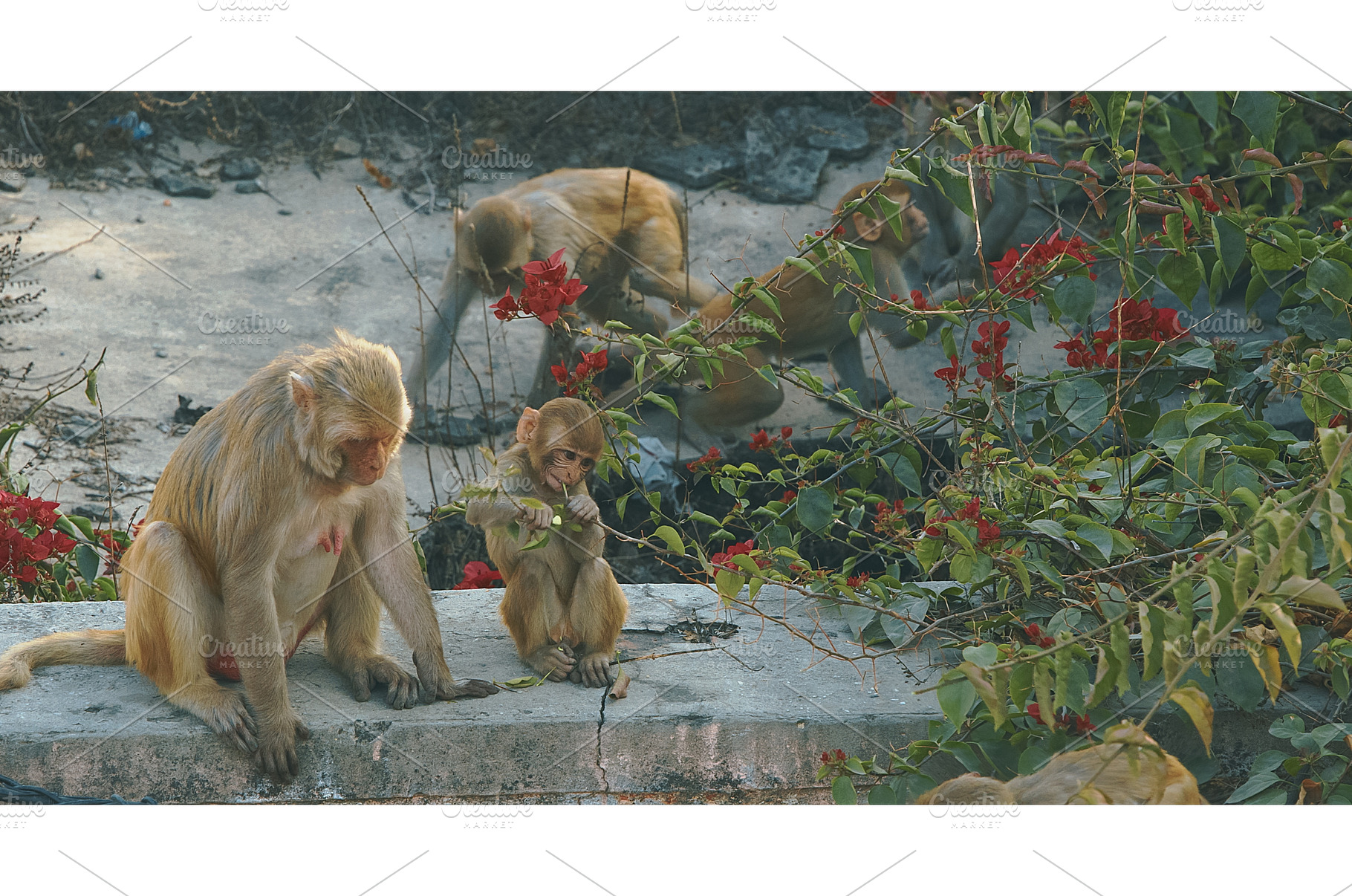 Agra, Uttar Pradesh, India. Family, an Animal Photo by Our Amazing World