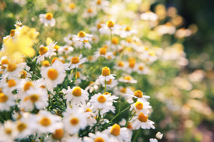 Daisy flowers stock photo containing daisy and flowers, a Nature Photo by EkaterinaPlanina