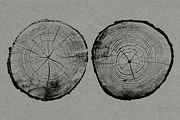 26 Large Tree Ring Textures, a Texture Graphic by Offset (Thumbnail 12 of 16)