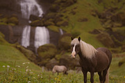 A horse with a view, an Animal Photo by 1995prints (Thumbnail 4 of 4)