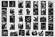 130 American Animals illustrations, an Animal Illustration by Nocturnal Wolf (Thumbnail 9 of 13)