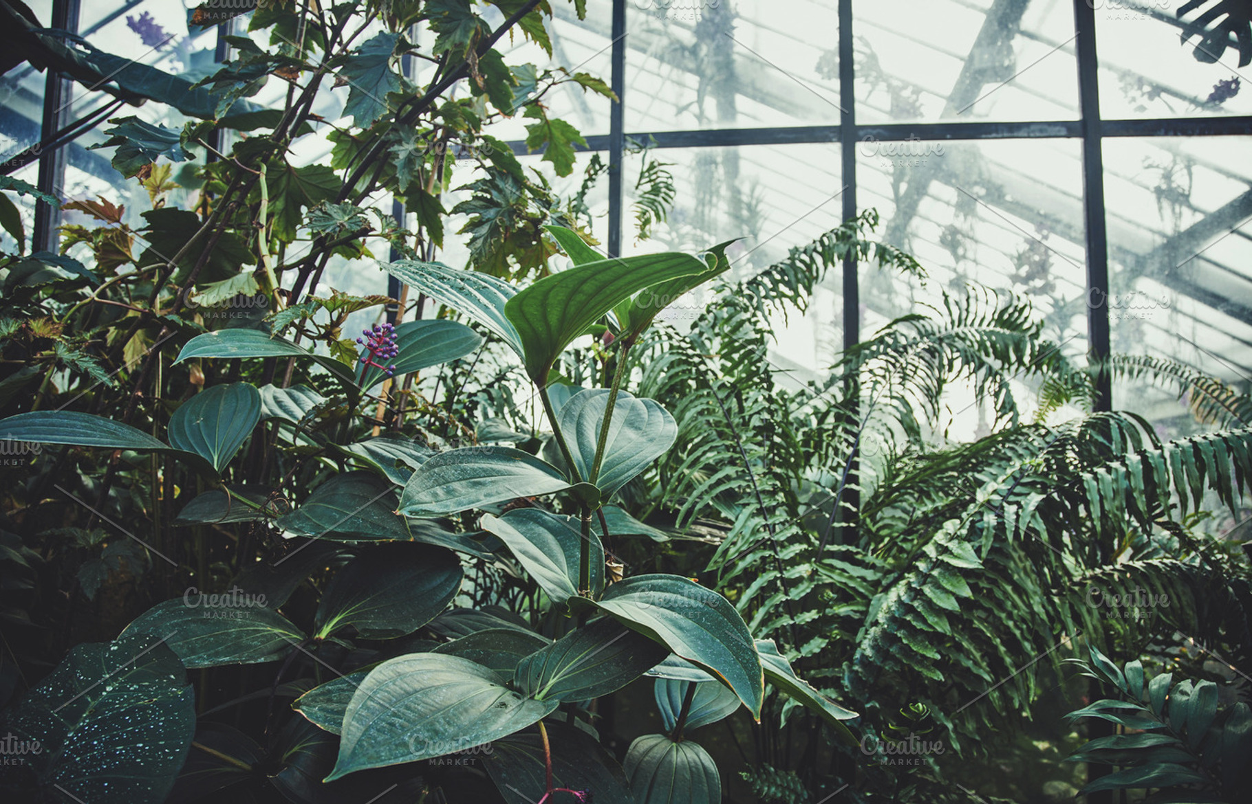 iseeyouphoto kew glasshouse 1, a Nature Photo by ISEEYOUPATTERN