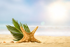 Starfish with Palm Leaf on Beach, a Holiday Photo by Davizro's Market