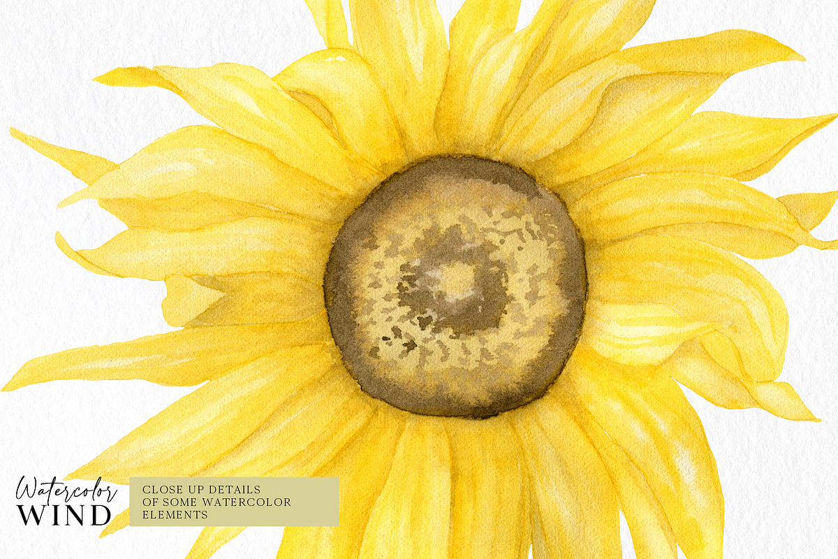 Watercolor Sunflowers Clipart, an Illustration by Ksenia Shmakova (Photo 3 of 12)