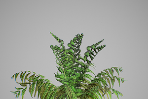 Alsophila Fern Young LOW