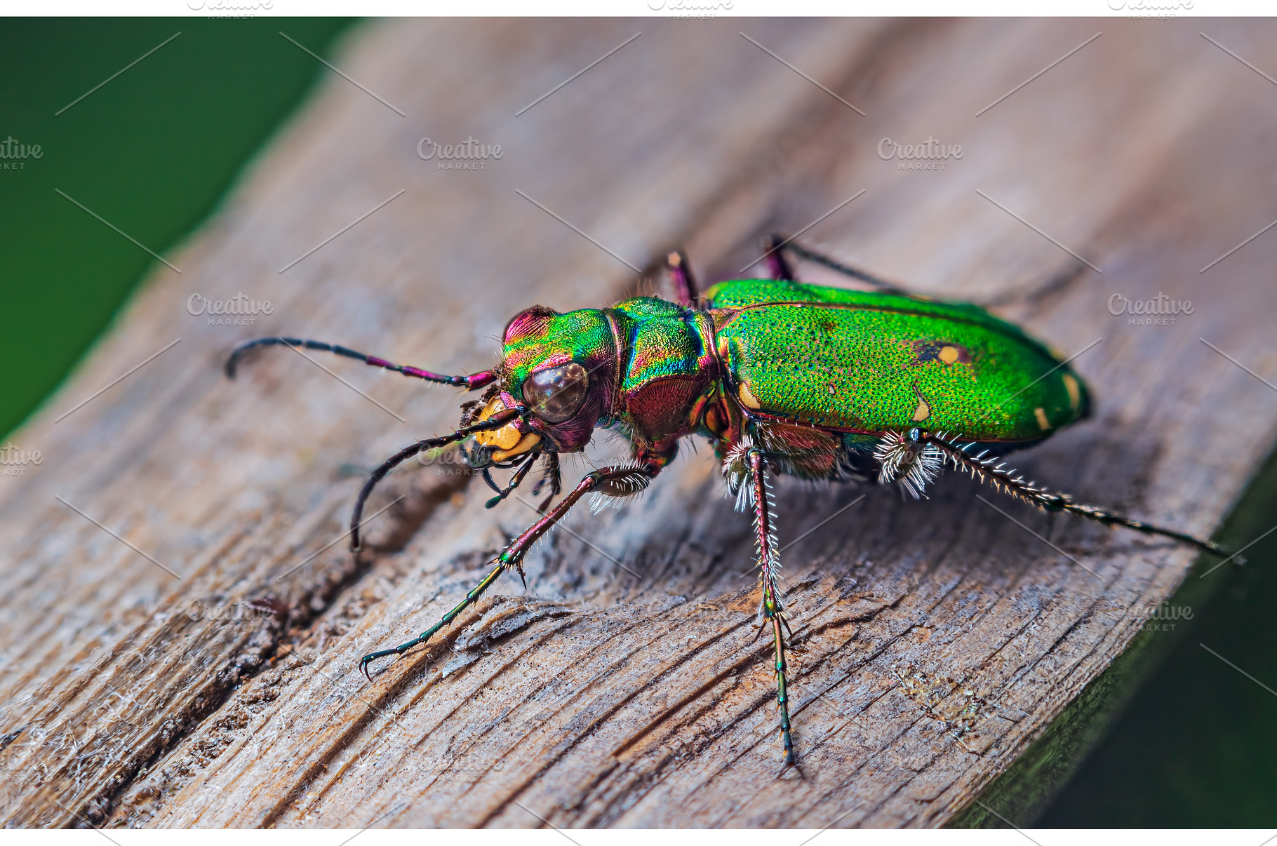 Green Tiger Beetle - Cicindela, an Animal Photo by Lukas Jonaitis SHOP
