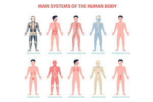 Human organ system. Different, an Illustration by LadadikArt