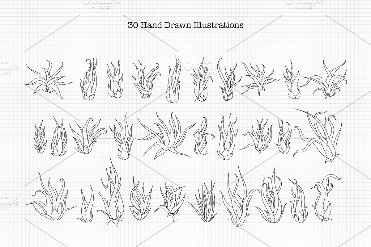 Air Plant Ink Illustration Set, an Illustration by Hannah Eliza Studio (Photo 2 of 5)