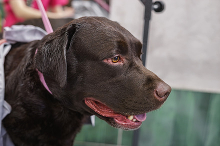 Labrador in the grooming salon, an Animal Photo by AlexBush
