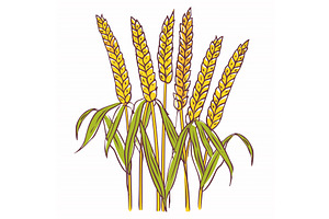 Golden wheat ears ripe mature leaves, an Object Illustration by Vectorstockersland