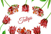 Red Tulips. Watercolor Clip Art, a Decorative Illustration by Nataliapiache (Thumbnail 4 of 5)