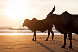Big bulls, a Photo by saiko3p