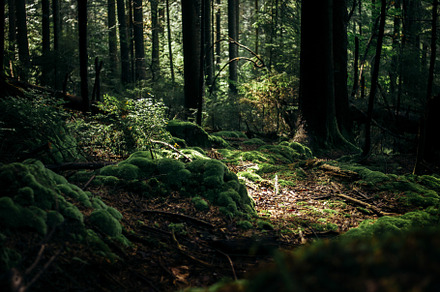 sunlight in amazing green forest, a Nature Photo by Sonjachni