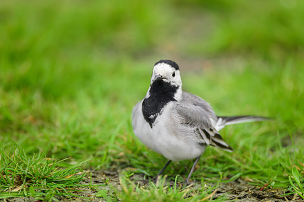 White wagtail bird (Motacilla alba), an Animal Photo by AlexBush