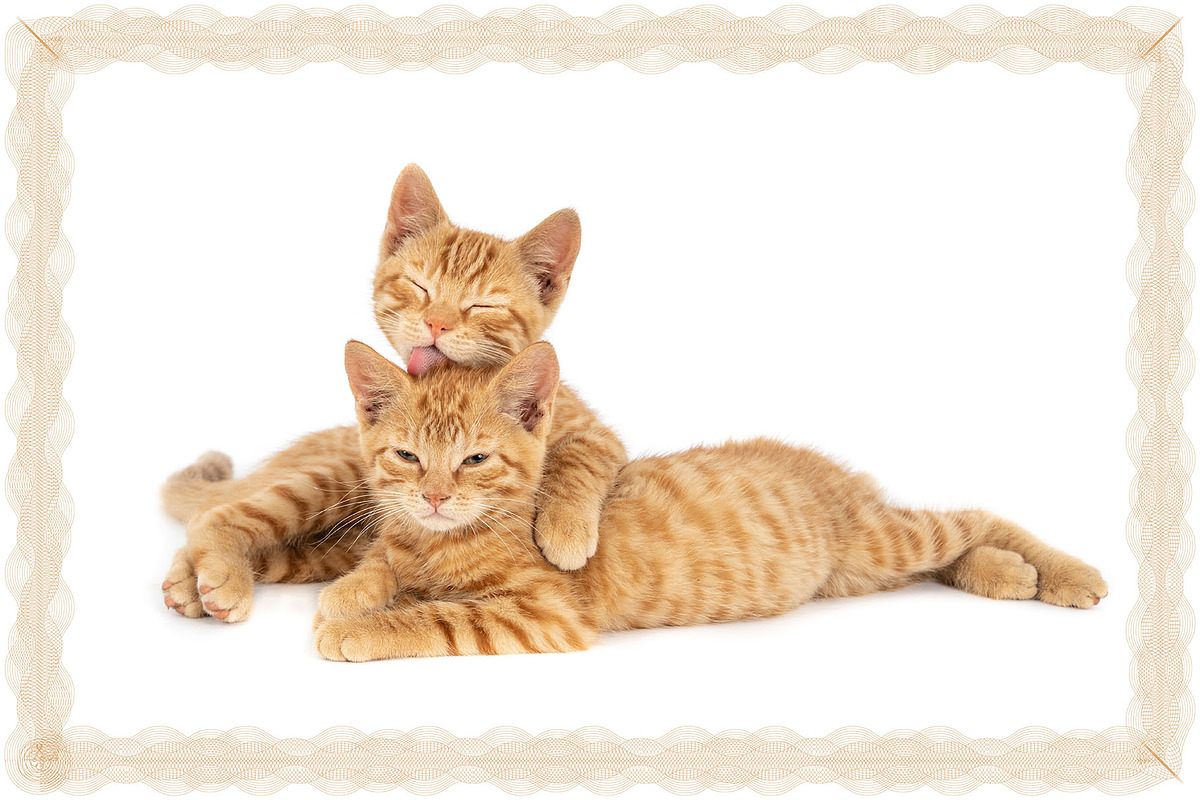 Illustrator Security Border Brush, a Brush Add-On by MRI STUDIO (Photo 21 of 26)