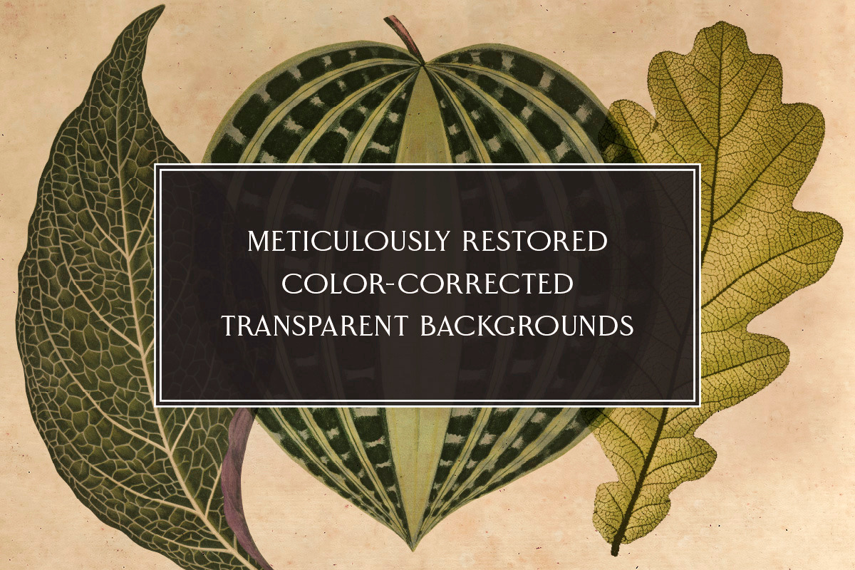 25 Vintage Leaves, an Object Graphic by The Object Atlas (Photo 3 of 5)