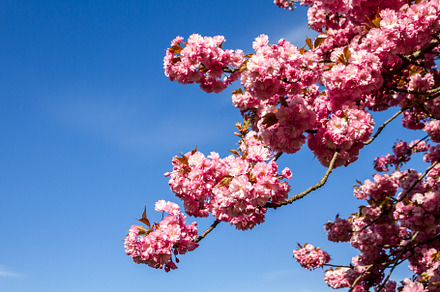 Japanese cherry blossom branch in spring, a Background Photo by GoodGoods