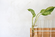 Living with Plants Photo Bundle, a Nature Photo by Wellness Stock Market (Thumbnail 9 of 11)