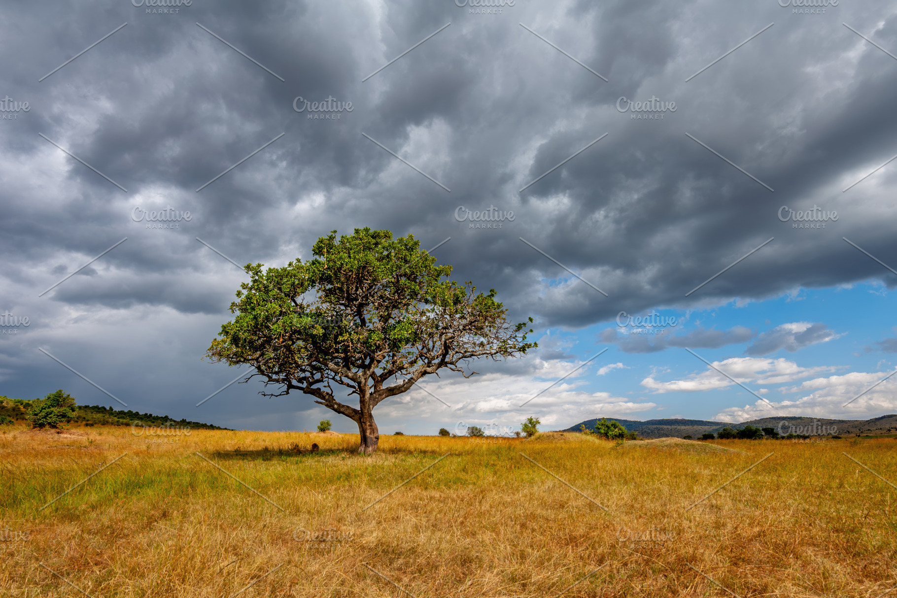 Sunset over African savanna with lone acacia tree, an Animal Photo by Byrdyak