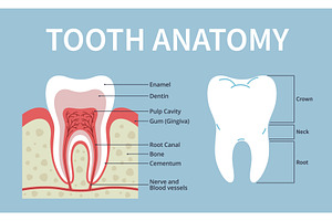 Tooth in section poster. Human, an Object Illustration by YummyBuum