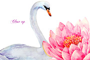 Wedding Clipart Waterlily and Swans, an Illustration by Corner Croft (Thumbnail 3 of 3)