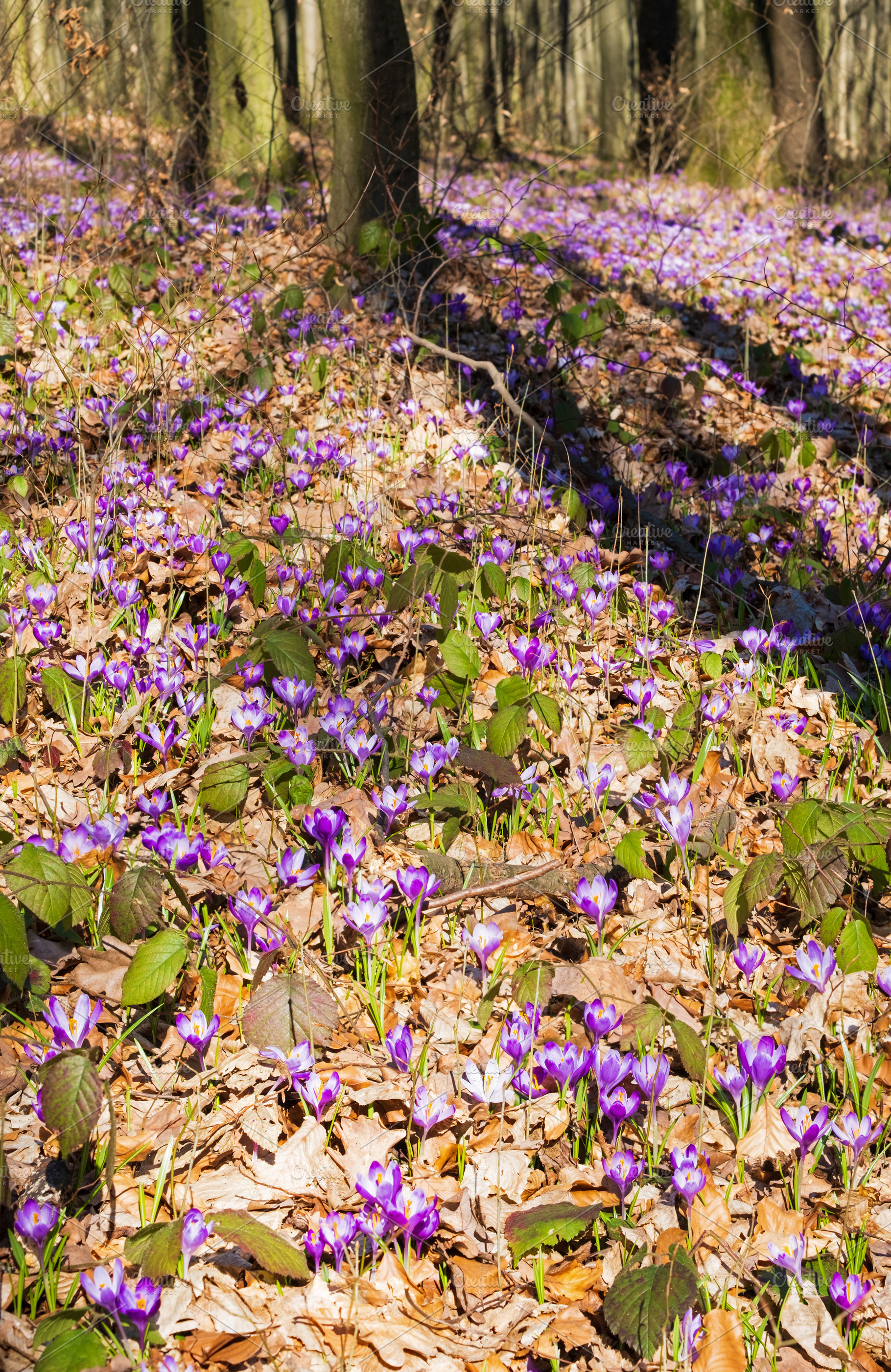Violet Crocus heuffelianus (Crocus vernus) flowers in spring for, a Nature Photo by YuriyB
