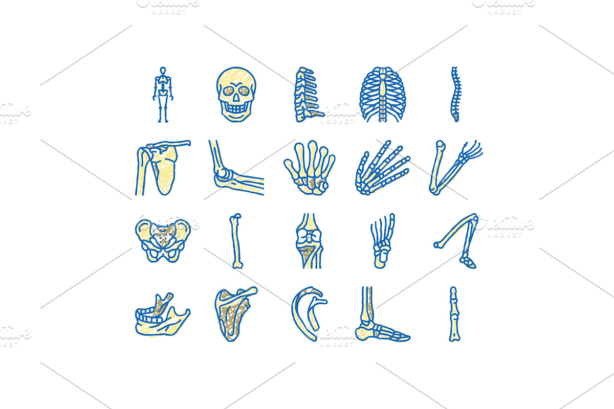 Bone Human Skeleton Structure Icons, an Object Illustration by pikepicture