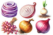 Watercolor Onion Clipart, an Illustration by Designworld (Thumbnail 2 of 6)