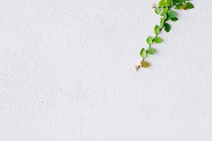 Leaves and old walls featuring abstract, ancient, and antique