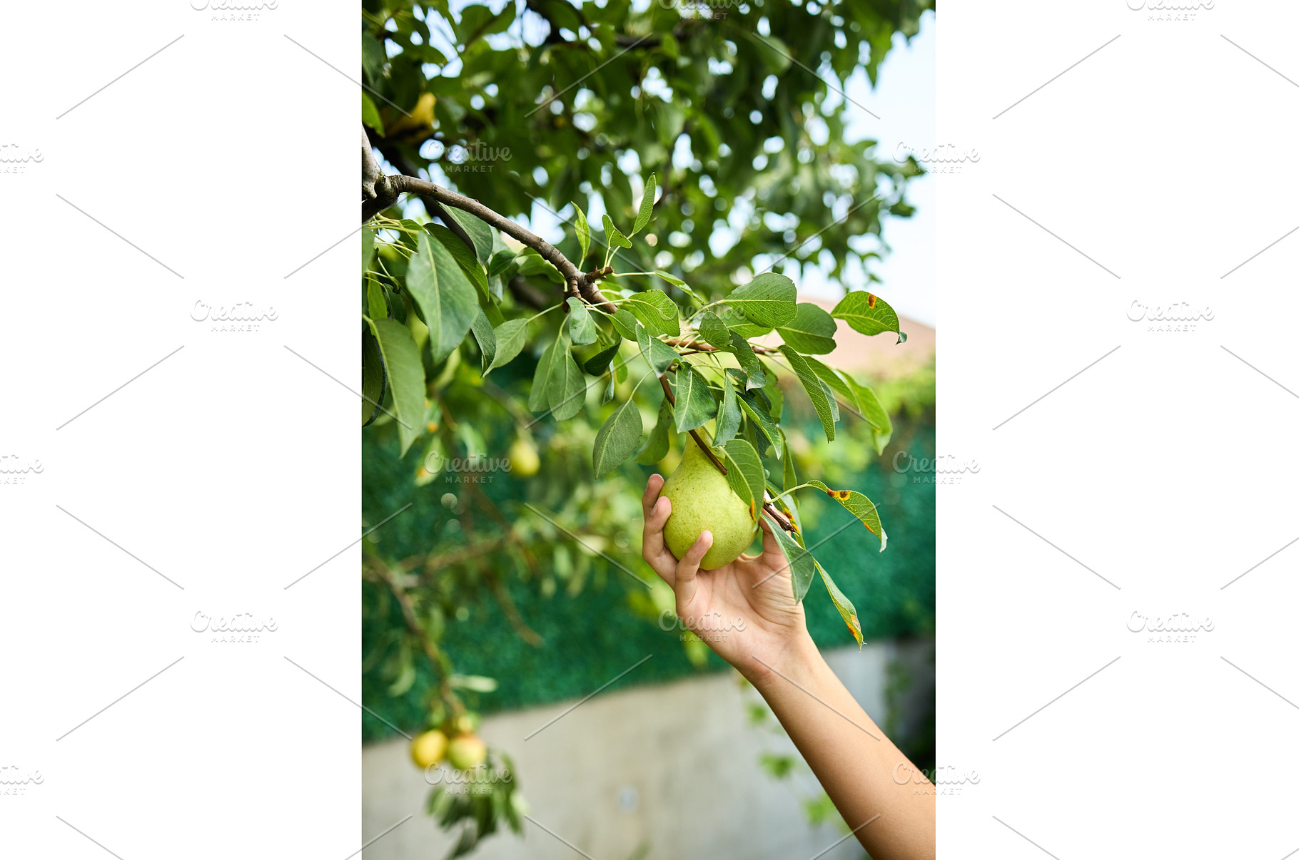 Girl picks green pear from tree in, a Nature Photo by IlliaBondarPhotography