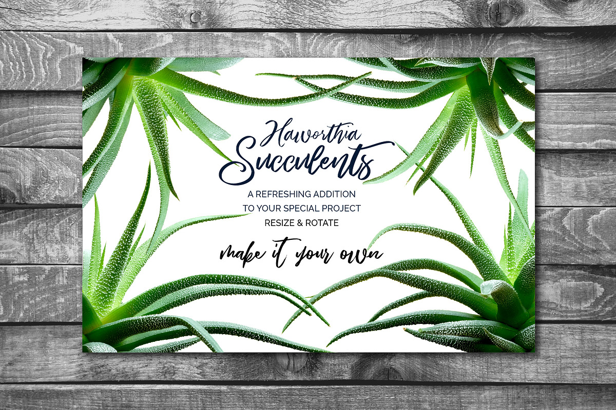 Succulents -Real Haworthia Specimens, an Object Graphic by Turning Moss (Photo 6 of 9)