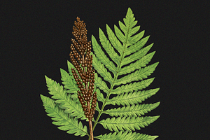 Botanical Illustrations - 40 PNG