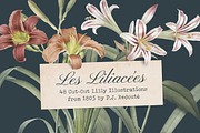 Les liliacees Flowers, an Illustration by Cody Dennison (Thumbnail 1 of 5)