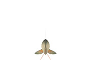 Chub, an Animal 3D Model by AndrewWhite (Thumbnail 16 of 21)