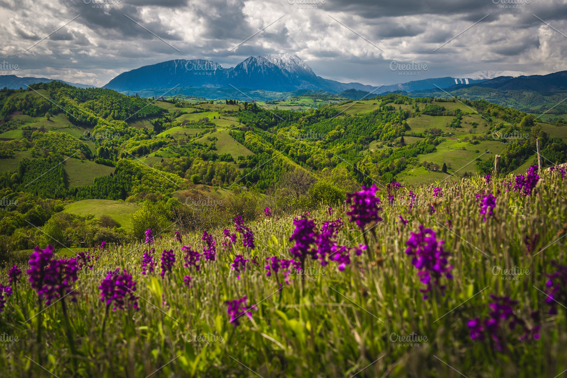 Scenery with blooming purple flowers, a Nature Photo by Alpine Dreams