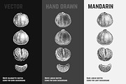 Fruits - hand drawn vector set, a Food Illustration by Margo Miller (Thumbnail 16 of 25)