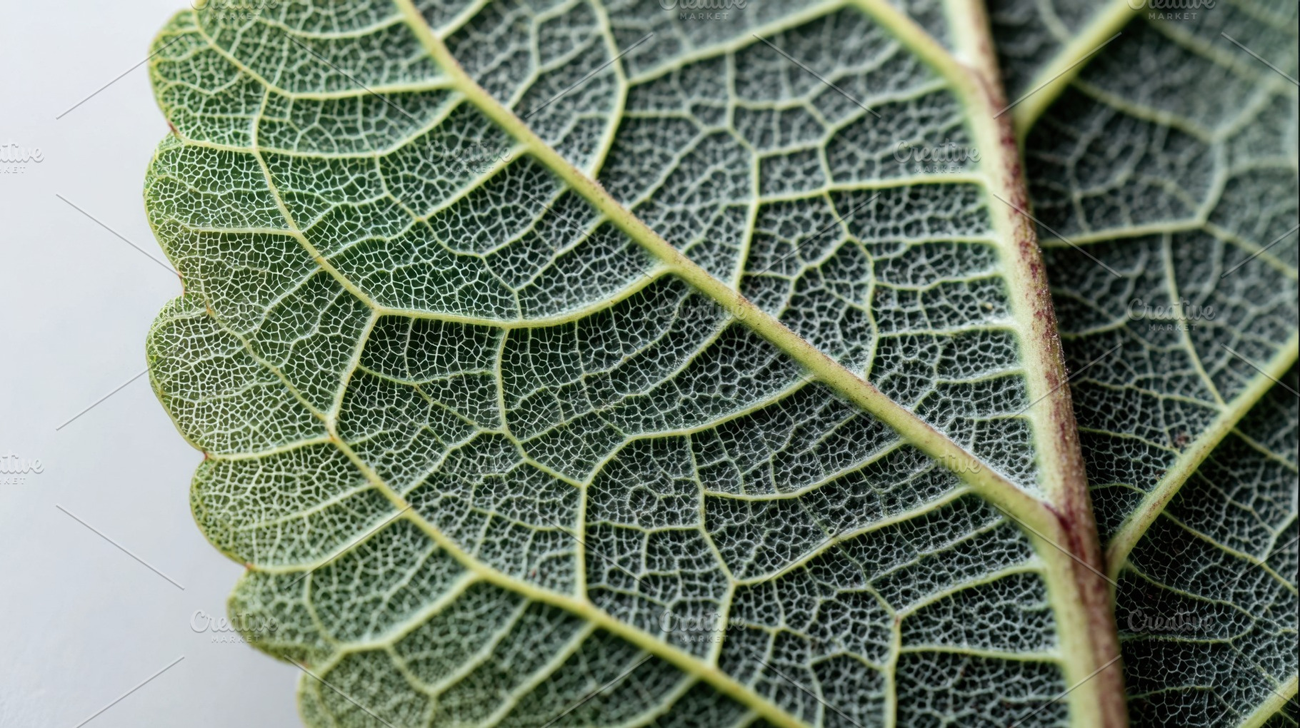 Close up of a green leaf structure, a Photo by Beautiful things