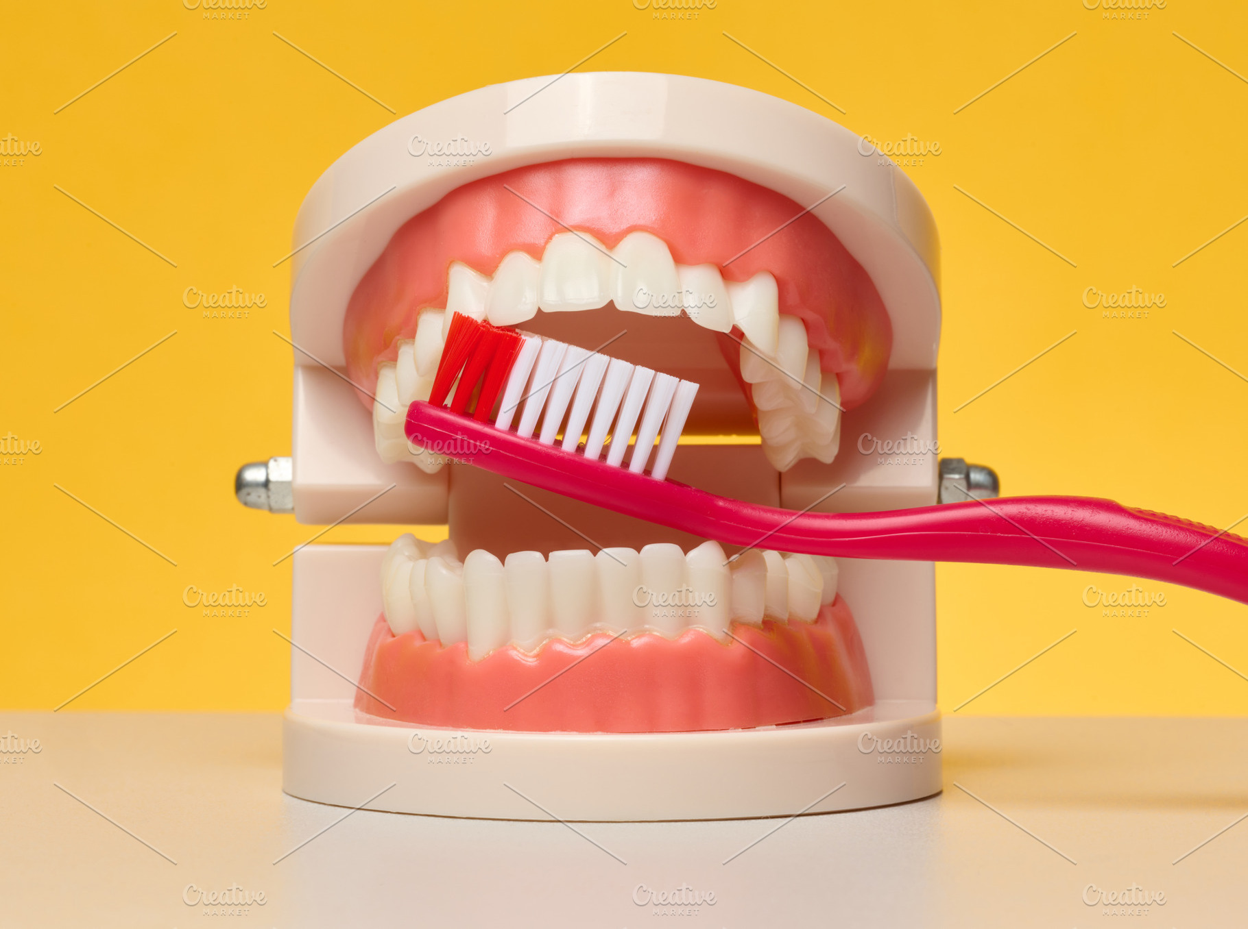 Model of human jaws with teeth with red toothbrush placed betwee, a Health & Medical Photo by ndanko