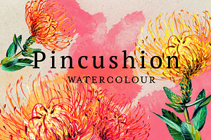 Watercolor Pincushion Flower